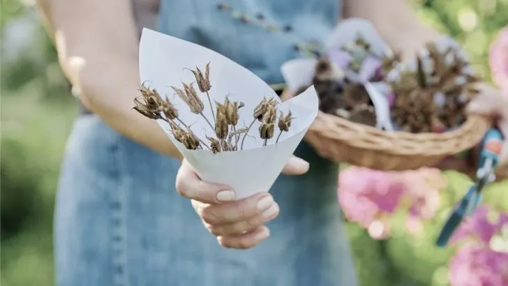 How Long Do Columbine Seeds Last?