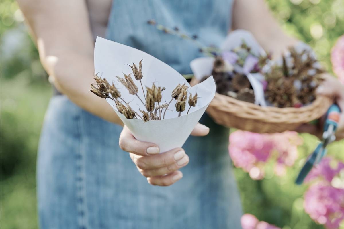 How Long Do Columbine Seeds Last? Thriving Yard