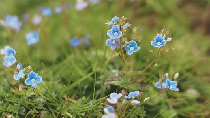 How To Control the Spread of Speedwell Plants