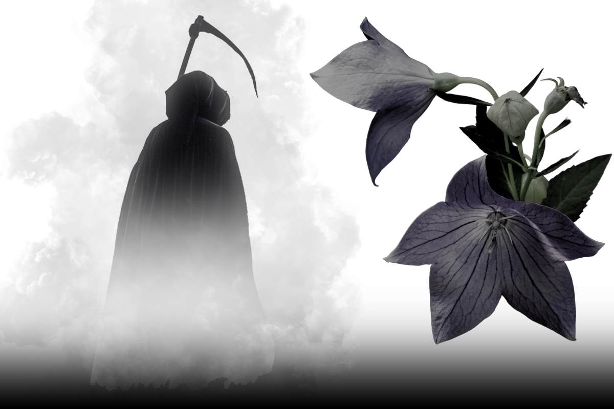 Why Are Your Balloon Flowers Dying? 6 Common Causes Thriving Yard