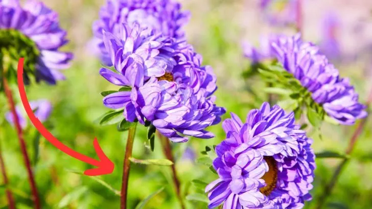 How To Keep Your Asters From Getting Leggy