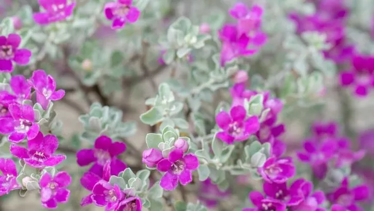 Does Texas Sage Ever Go Dormant?