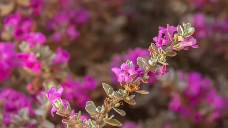 How Far Apart Should You Plant Texas Sage?