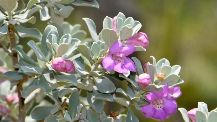 How Deep Are Texas Sage Roots?