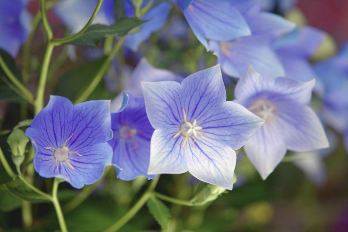 Can You Transplant a Balloon Flower? Thriving Yard