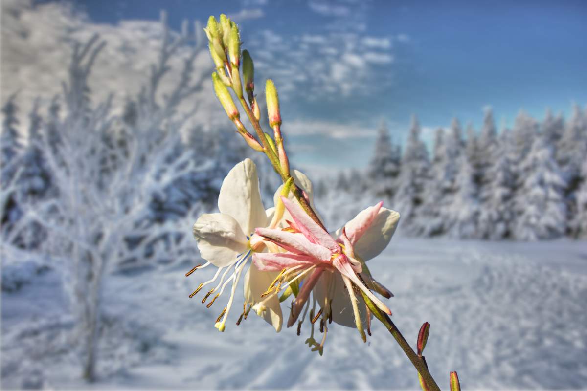 Are Gaura Frost Hardy Plants? What You Need To Know – Thriving Yard
