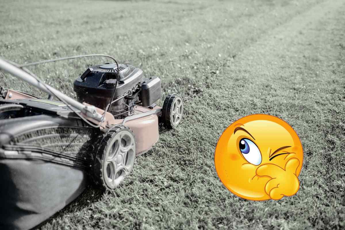 Is Professional Lawn Care Worth It? I Paid A Pro To Mow My Lawn